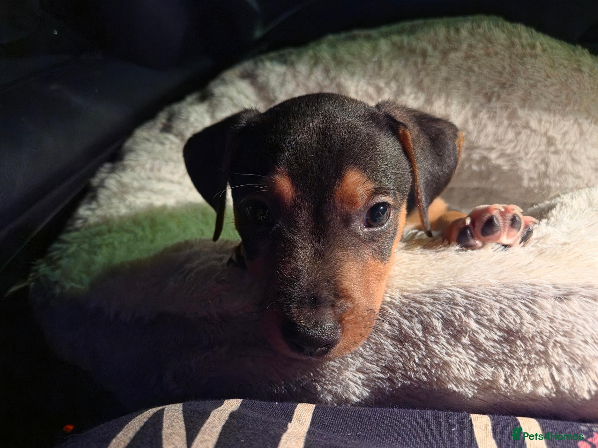 Mixed Breed dogs Marley  - Advert 4