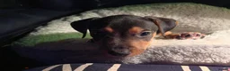 Mixed Breed dogs for sale: Marley  - Advert 1