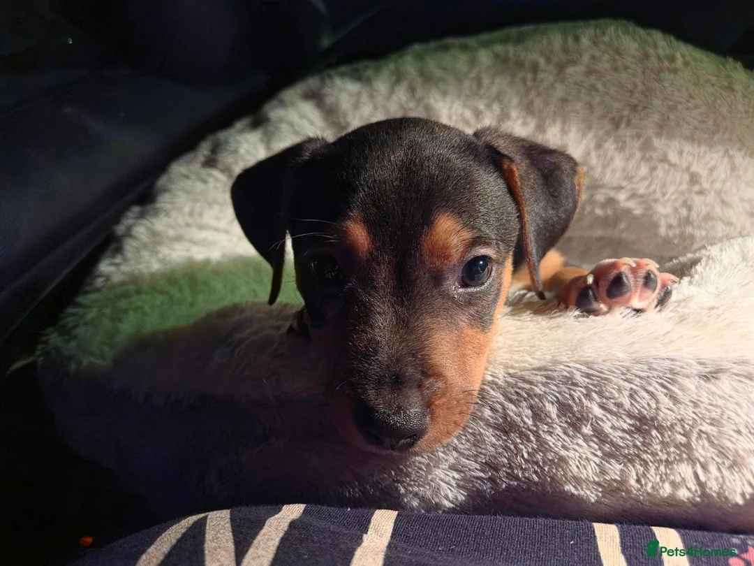 Mixed Breed dogs for sale: Marley  - Advert 1