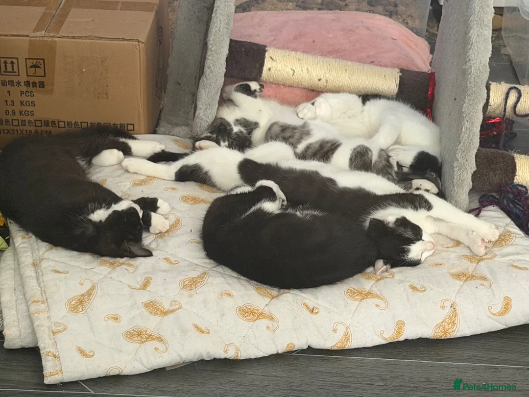 Mixed Breed cats for sale: Cats for rehome. Read add before replying.  in Aberdeen - Advert 8