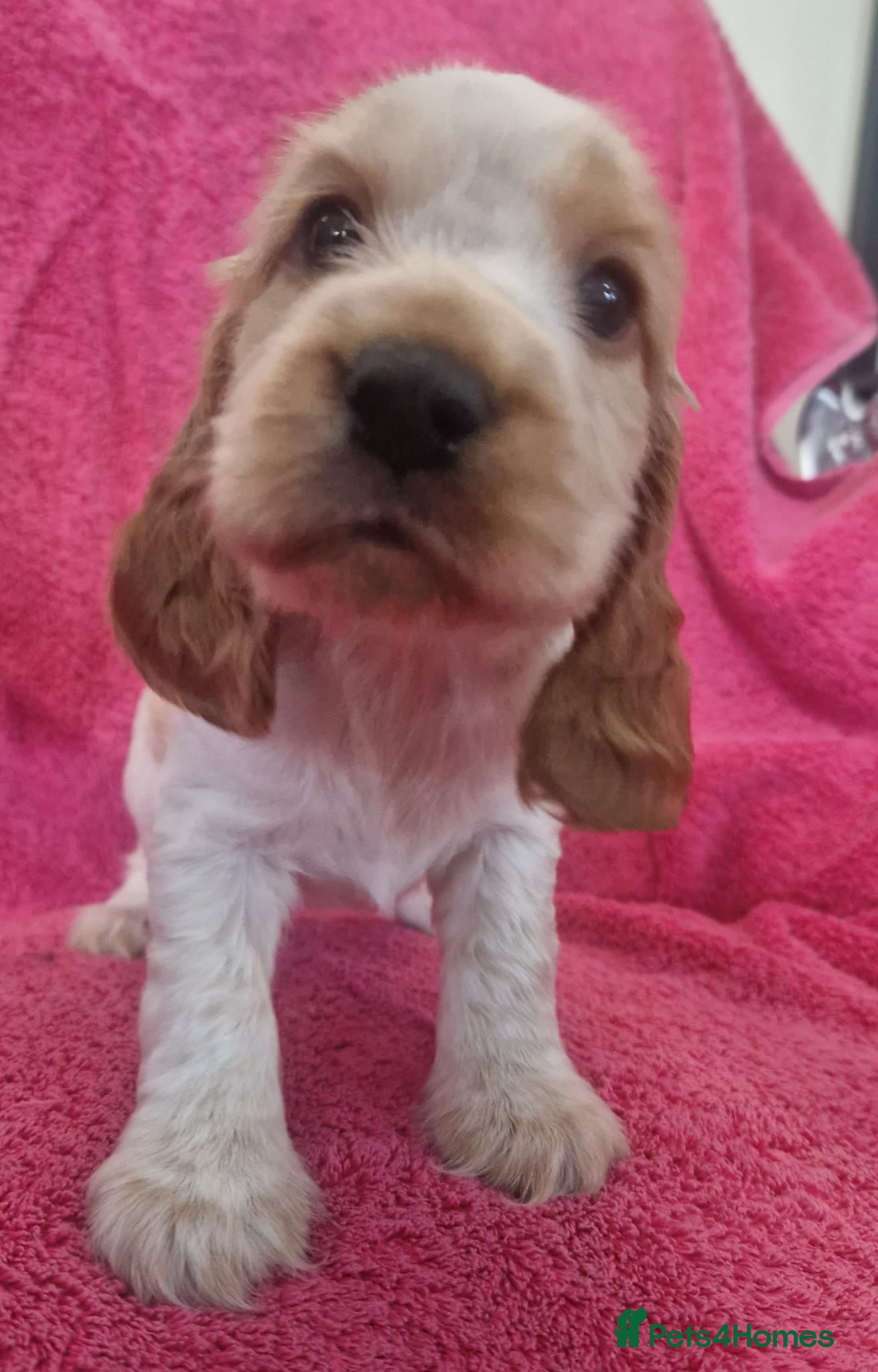Cocker Spaniel dogs Gorgeous KC Health Tested Show Pups - Advert 1