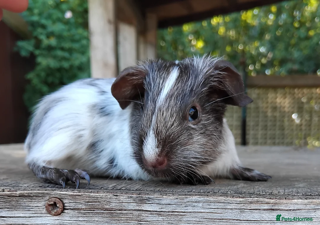 Guinea Pig rodents for sale: *SOLD* - Advert 2