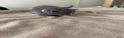 British Shorthair cats for sale: Grey British short hair beautiful kittens - Advert 18
