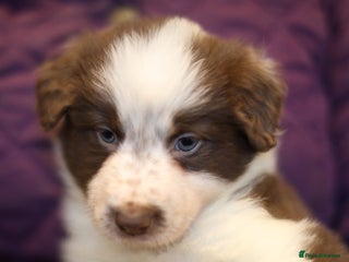 Border Collie dogs Collie pups mixed litter - Advert 16
