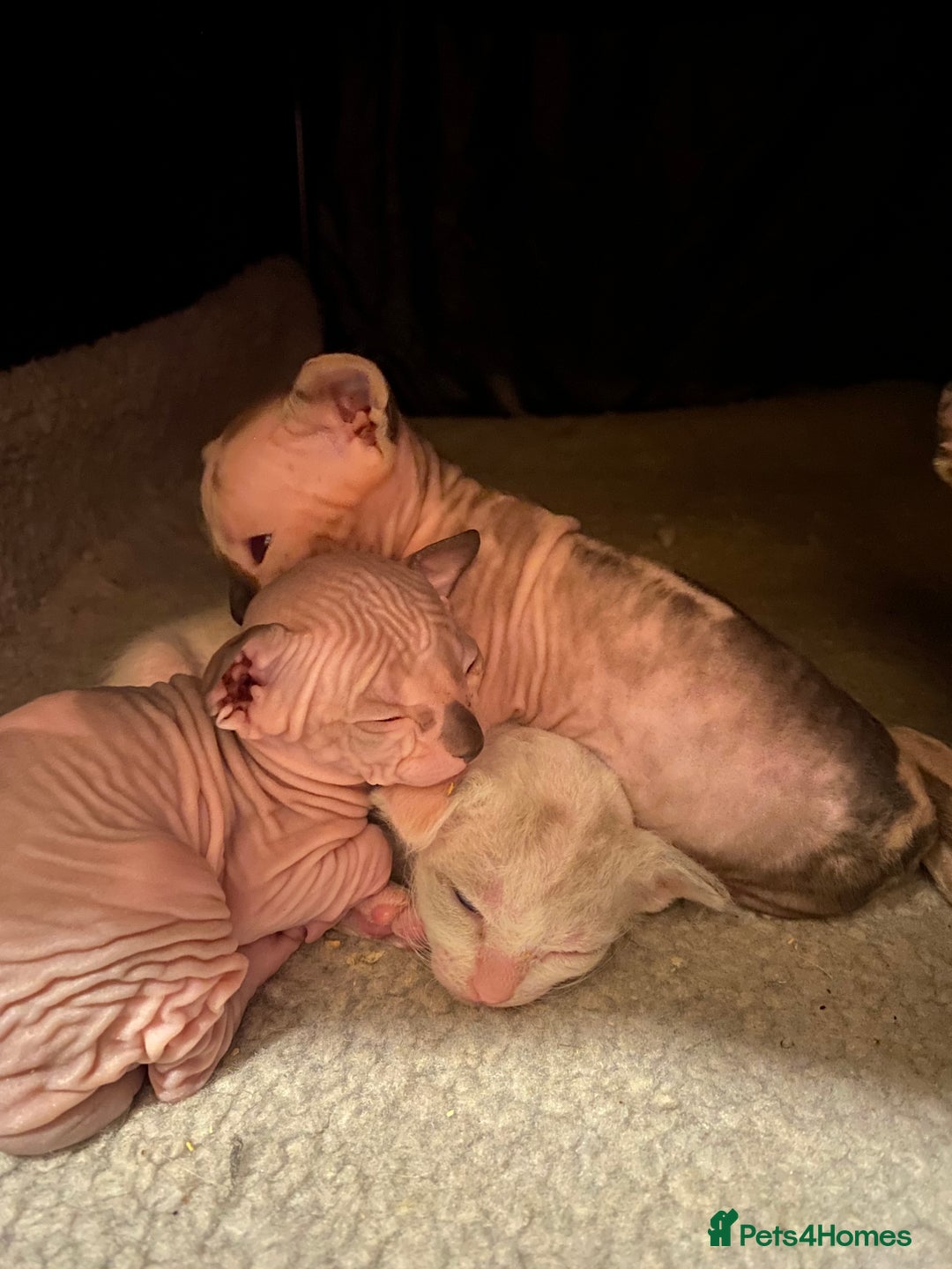 Sphynx cats for sale: Truly unique sphinx kittens 😍🥰🥰 - Advert 15