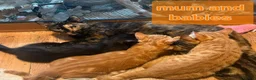 Mixed Breed cats for sale: Beautiful Kittens x4 Mixed colours Aged 11 weeks - Advert 4