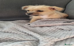 Mixed Breed dogs for sale: Jack russel cross pomeranian puppies  - Image 24