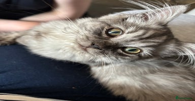 Mixed Breed cats - Advert 4