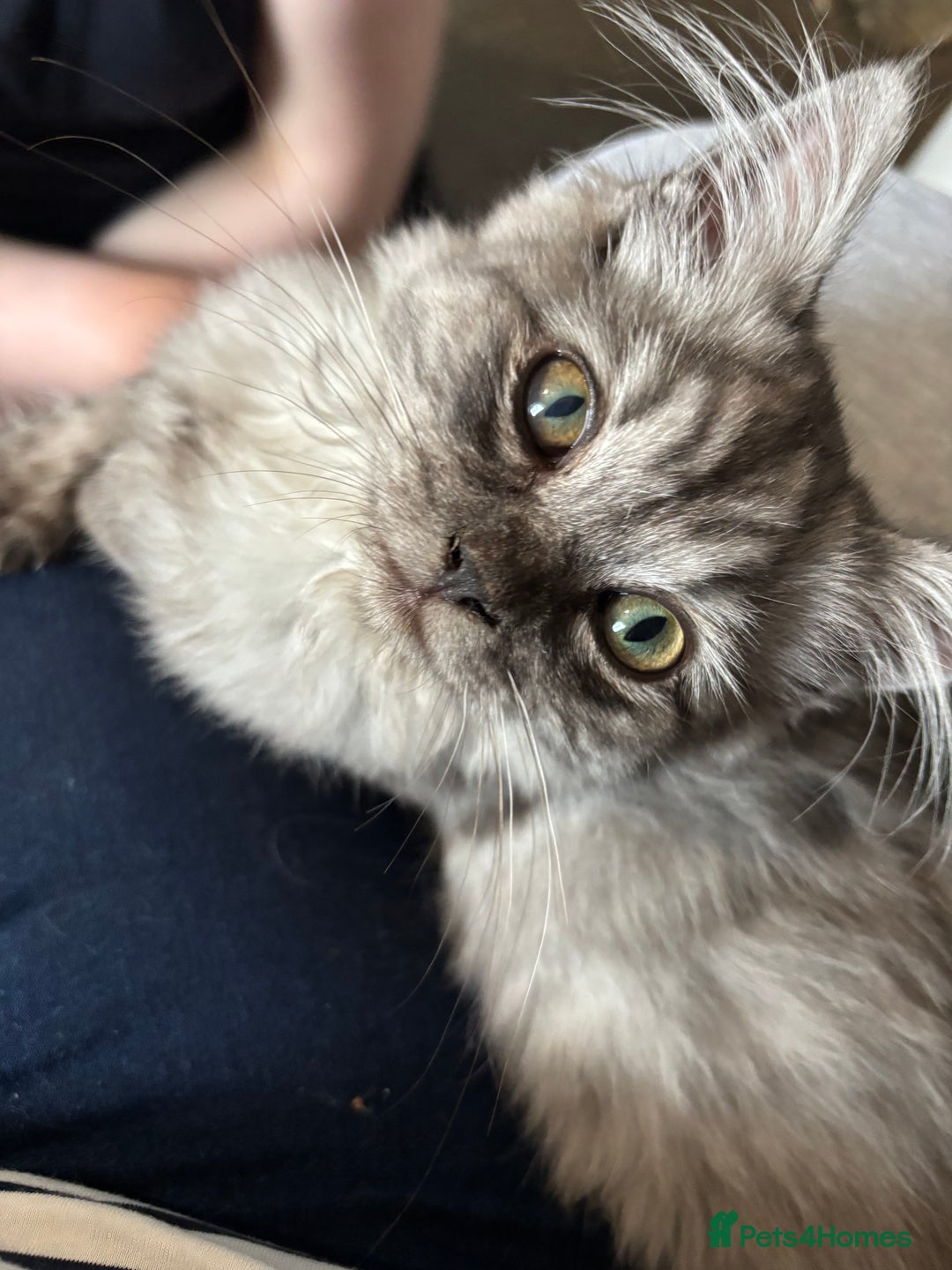 Mixed Breed cats for sale: unique grey smoke tipped female Persian cross  - Image 3