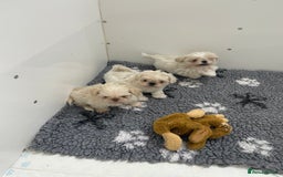 Shih Tzu dogs for sale: Creams shihtzus 5* puppies  - Advert 3