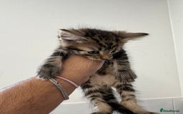 Mixed Breed cats for sale: European shorthair crossed with a tabby - Image 11