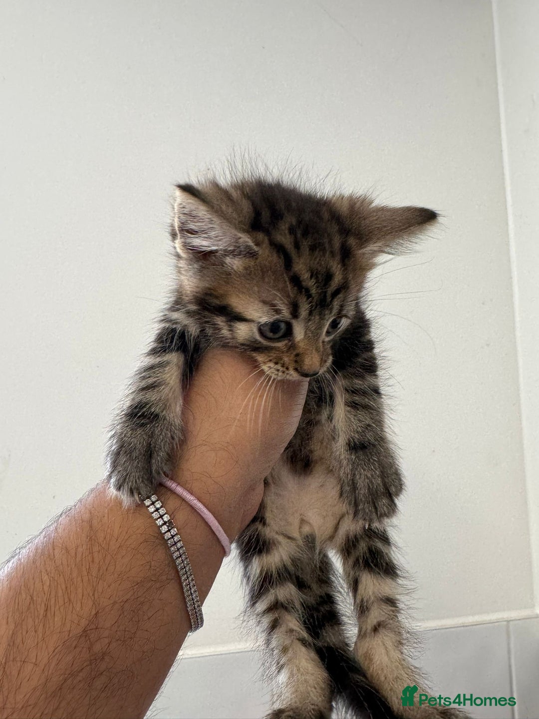 Mixed Breed cats for sale: European shorthair crossed with a tabby - Image 11