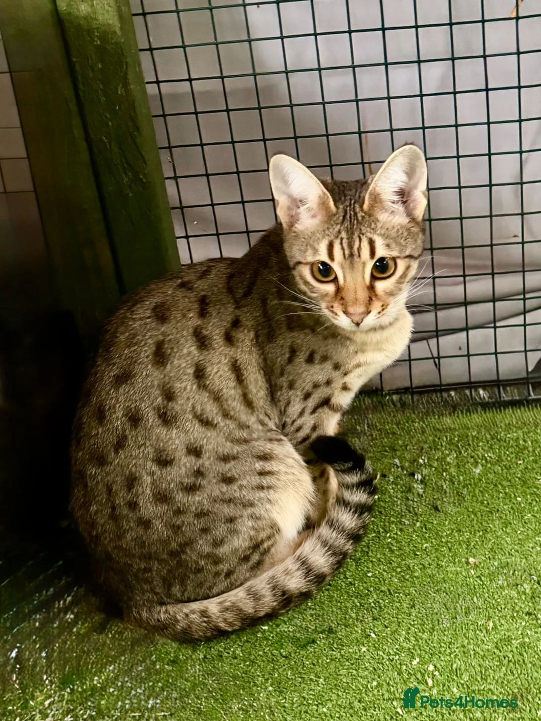 Savannah cats for sale: Young adult F3 female on active register  - Advert 2