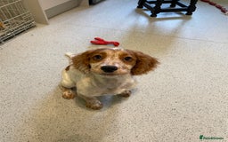 Cocker Spaniel dogs for sale: Beautiful Cocker Spaniel Female Puppy - Image 1