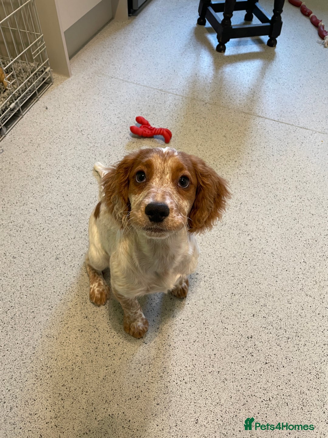 Cocker Spaniel dogs for sale: Beautiful Cocker Spaniel Female Puppy - Image 1