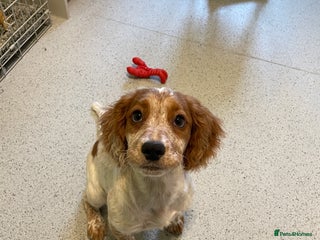 Cocker Spaniel dogs - Advert 29