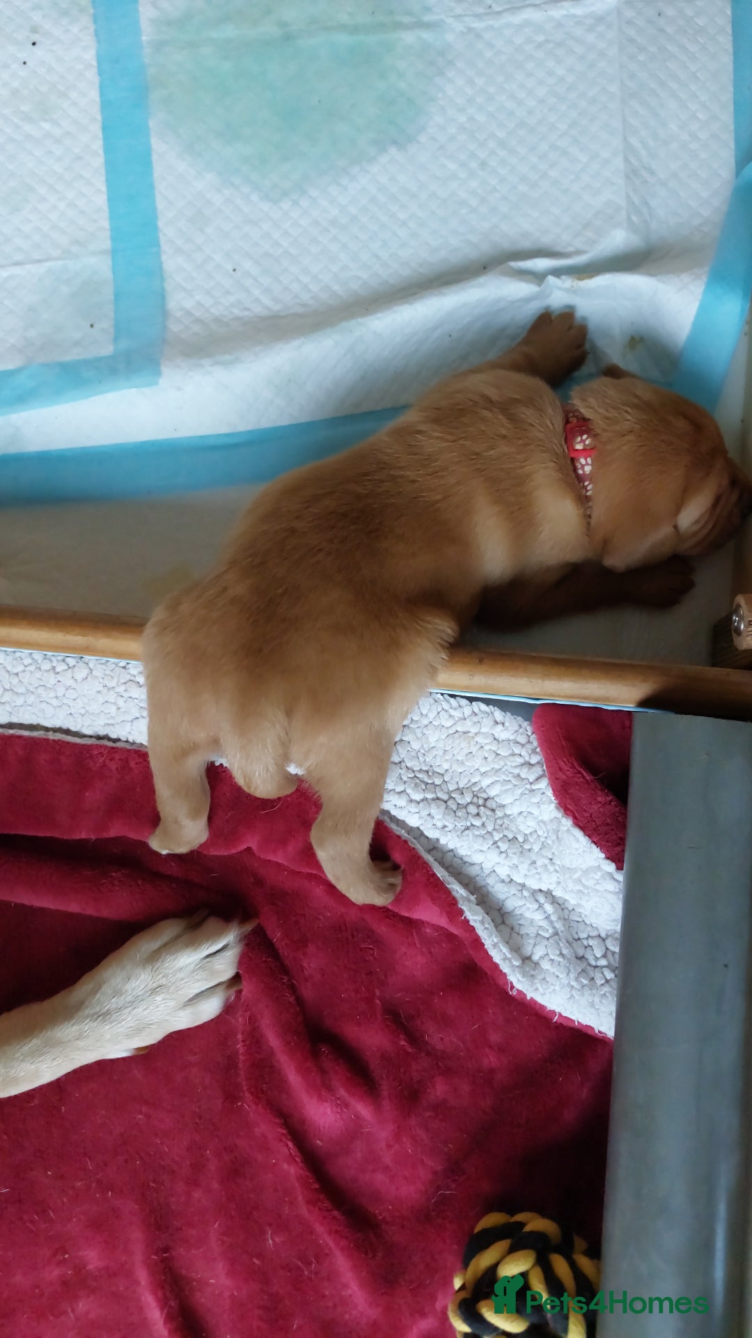 Labrador Retriever dogs for sale: Coco’s Labrador Puppies Seeking Loving Homes - Advert 6