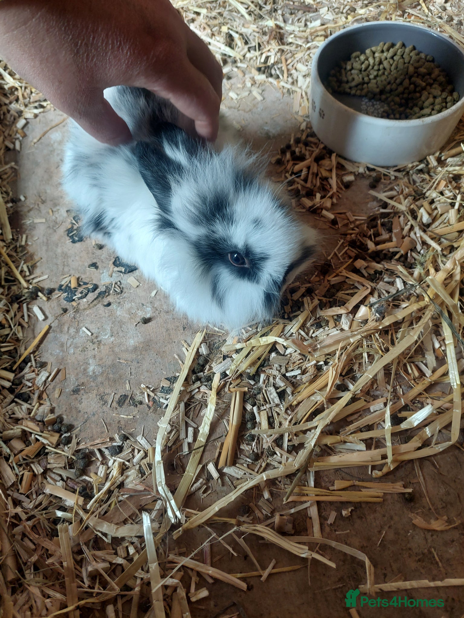 Lionhead rabbits Baby lionheads  - Advert 1
