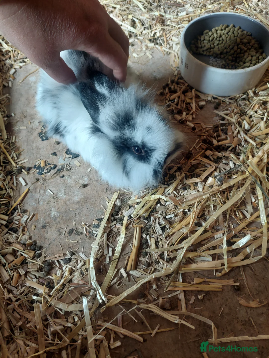 Lionhead rabbits for sale: Baby lionheads  - Advert 1