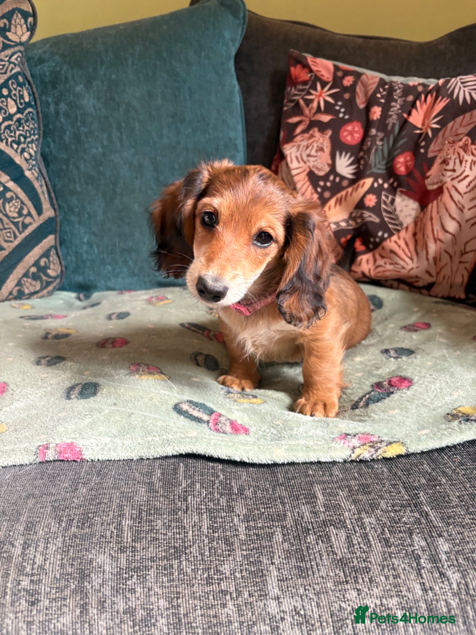 Miniature Dachshund dogs Long haired miniature dachshunds - Advert 5