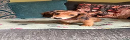 Miniature Dachshund dogs for sale: Long haired miniature dachshunds - Advert 1