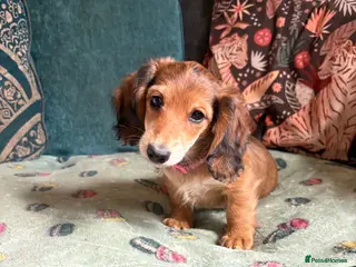 Miniature Dachshund dogs Long haired miniature dachshunds - Advert 5