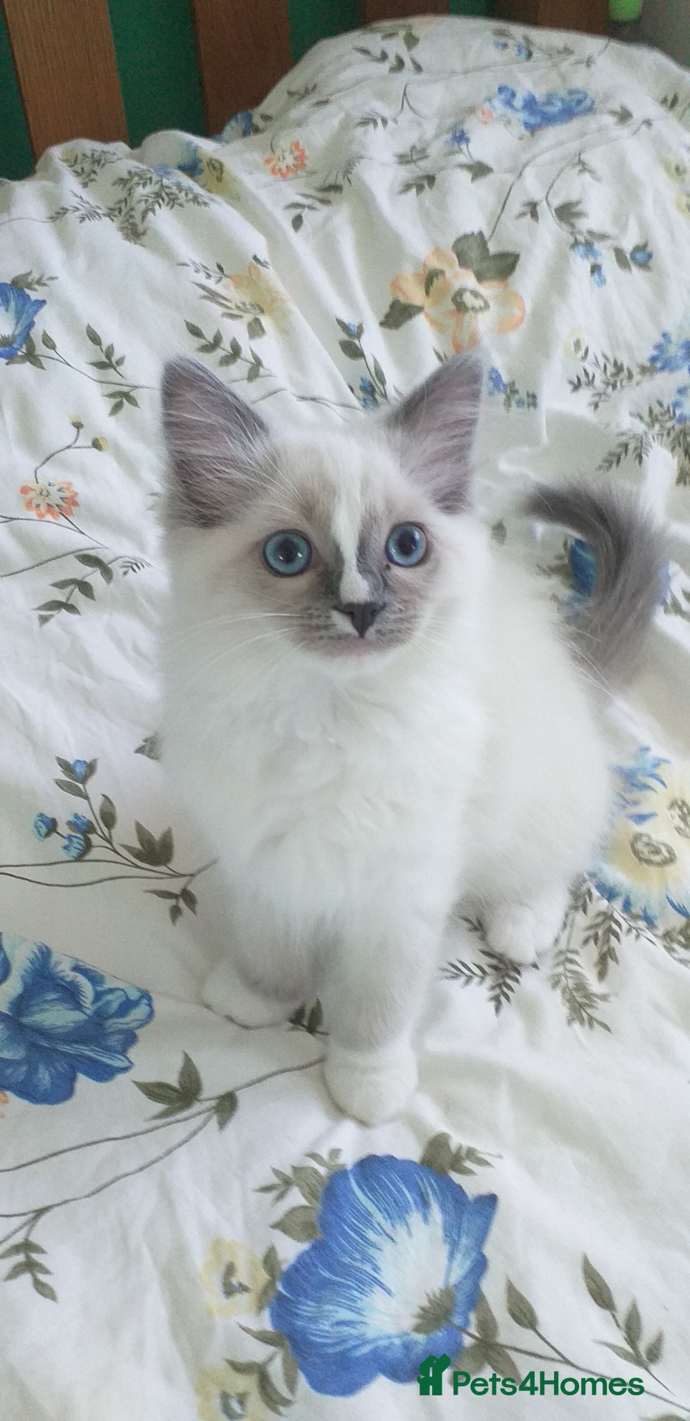 Ragdoll cats Beautiful Pure Breed Ragdoll Kittens  - Advert 2