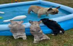 French Bulldog dogs for sale: Merle female French bulldog💗 - Image 5
