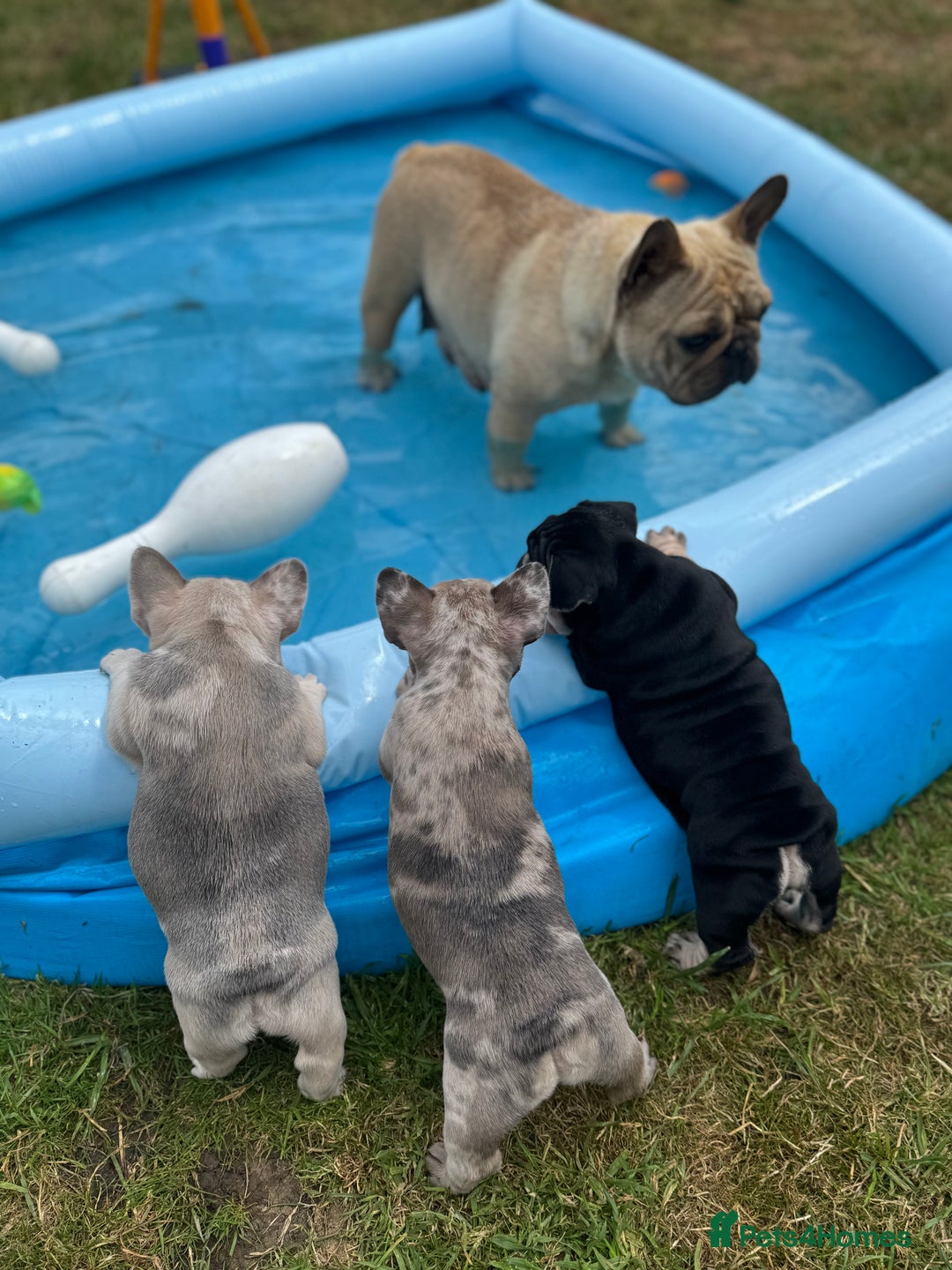 French Bulldog dogs for sale: Merle female French bulldog💗 - Image 5