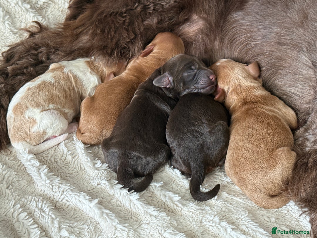 Cockapoo dogs for sale: 🐾3 girls 2 boys available🐾 - Image 9