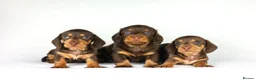 Miniature Dachshund dogs for sale: Miniature dachshund beautiful litter - Advert 12