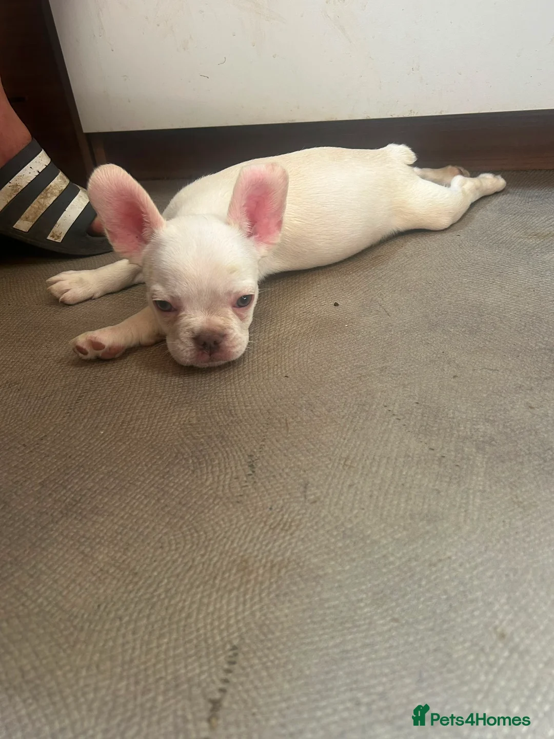 French Bulldog dogs for sale: french bulldog puppys - Advert 2