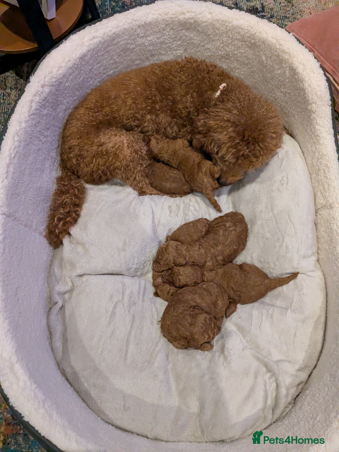 Toy Poodle dogs for sale: Stunning Deep Red Toy Poodle Boy for sale - Advert 2