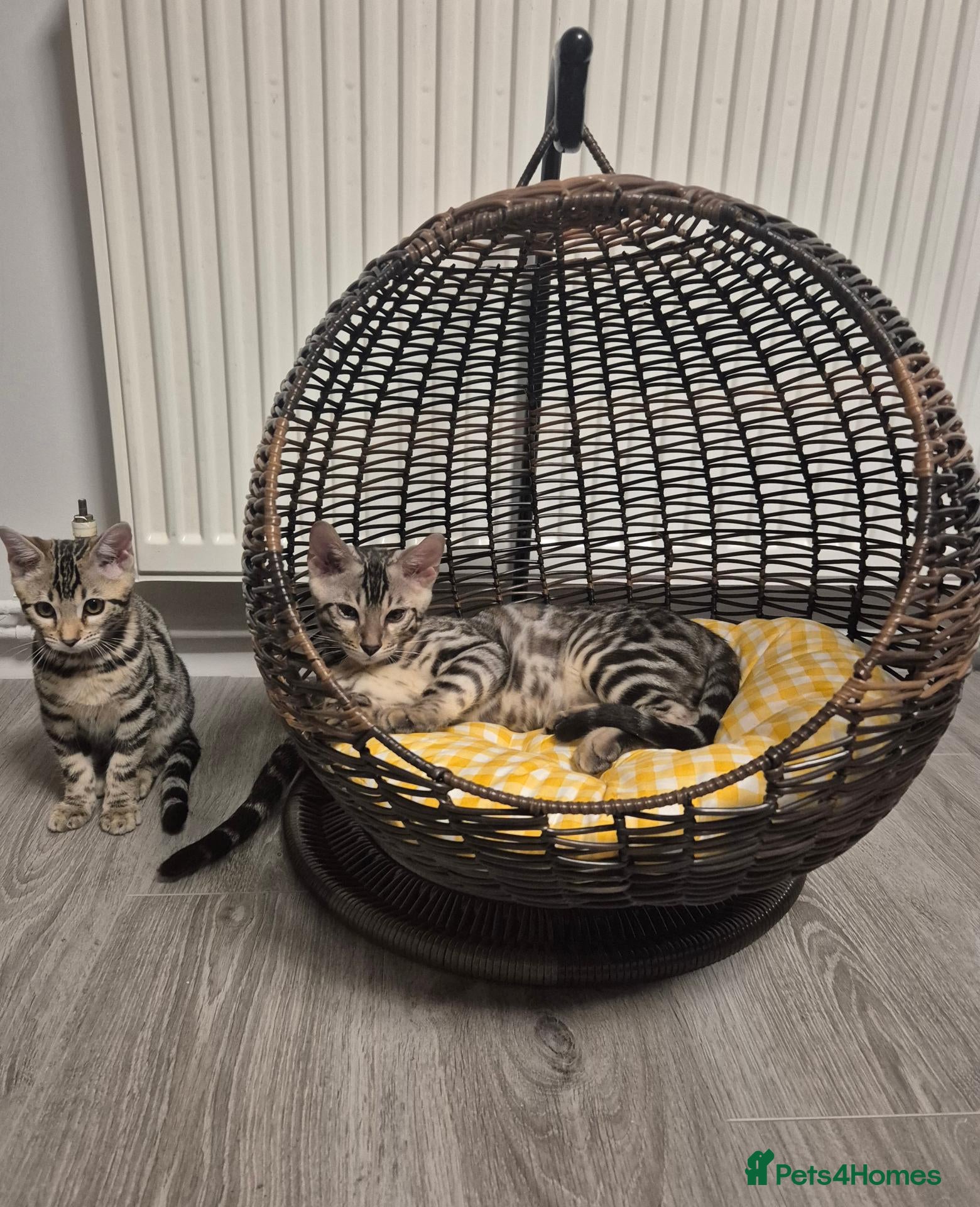 Bengal cats 🥰 Only 2 Bengal Kittens Left – Don’t Miss Out!”🫶 - Advert 2