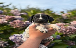 German Shorthaired Pointer dogs for sale: German Shorthaired Pointer Puppies - Image 24