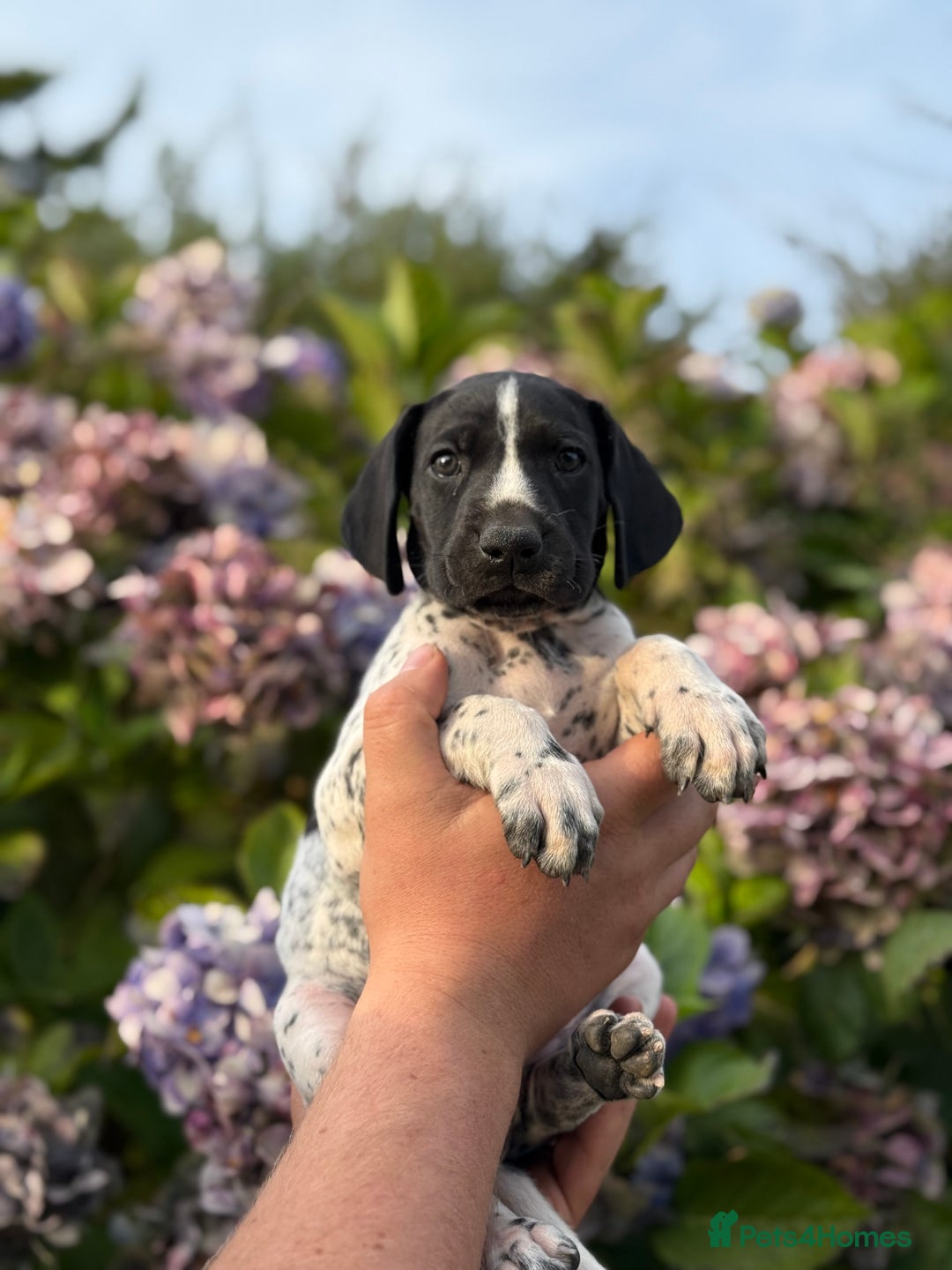 German Shorthaired Pointer dogs for sale: German Shorthaired Pointer Puppies - Image 24