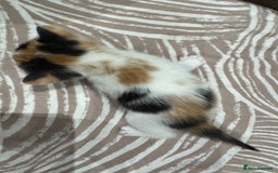 British Shorthair cats for sale: British Shorthair Kittens – Black & White & Beige - Image 14