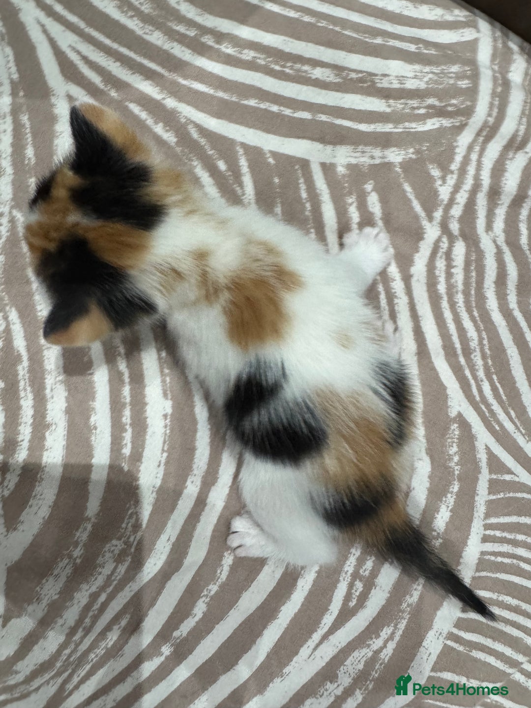 British Shorthair cats for sale: British Shorthair Kittens – Black & White & Beige - Image 14