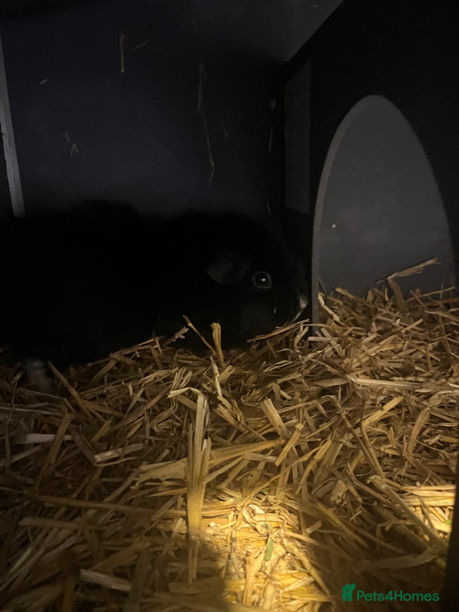 Guinea Pig rodents Guinea pig - Advert 13