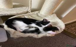 Turkish Van cats for sale: One male tri colour  - Image 8