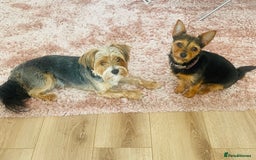 Mixed Breed dogs for sale: Yorki Puppies available from 21/12/25 - Advert 2