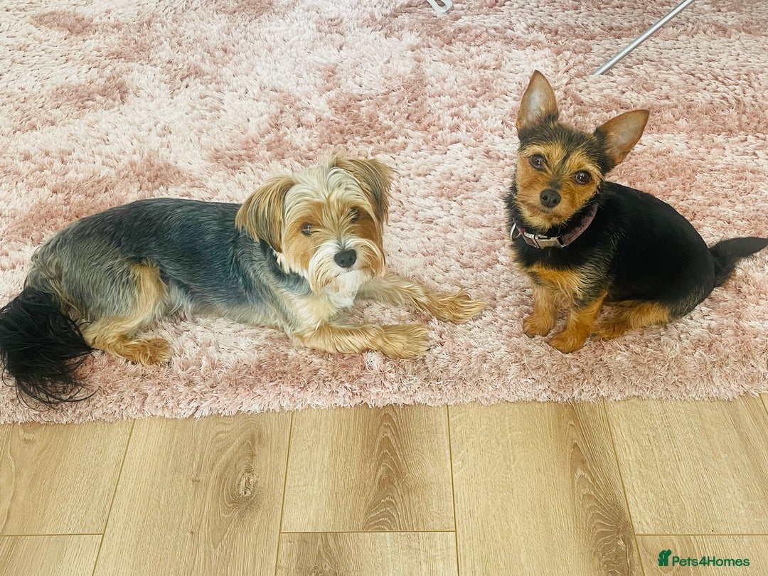 Mixed Breed dogs for sale: Yorki Puppies available from 21/12/25 - Advert 2