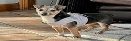 Jack Russell dogs for sale: Jack Russell Puppies - Advert 13