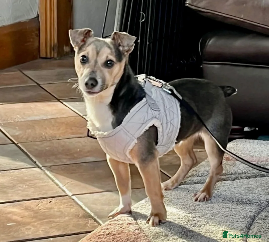 Jack Russell dogs for sale: Jack Russell Puppies - Advert 13