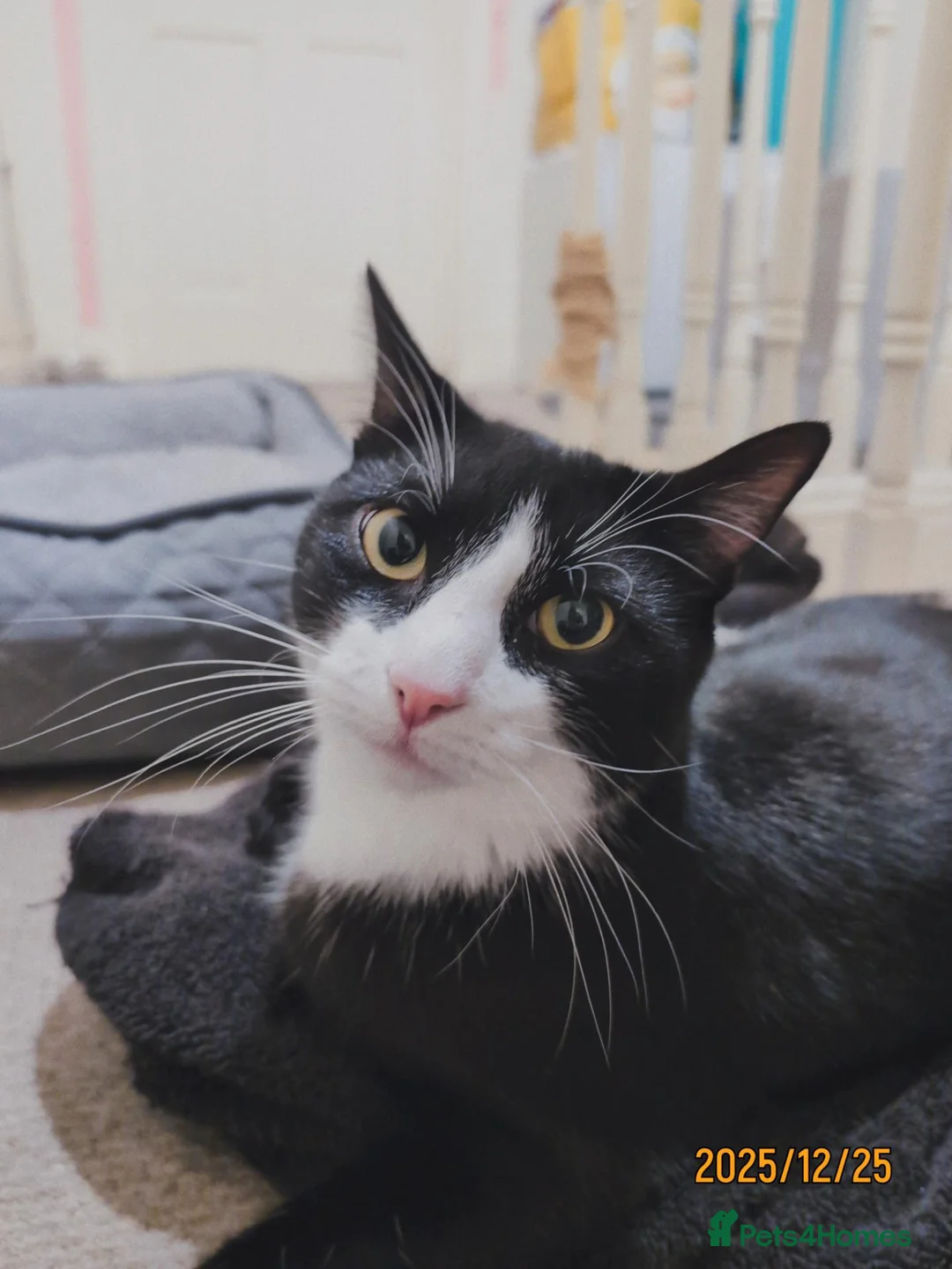 British Shorthair cats for sale:  ** ! - Tuxedo 4 year old Male  in Wirral - Advert 10