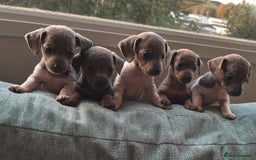 Miniature Dachshund dogs for sale: Micro mini dachshund  - Image 1