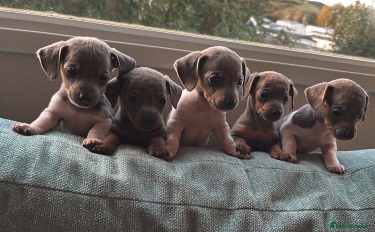 Miniature Dachshund dogs - Advert 11
