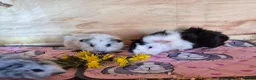 Guinea Pig rodents for sale: Baby Californian and Funky Guinea Pigs - Advert 8