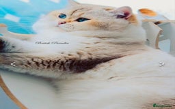British Shorthair cats for stud: Zorro in Hereford - Image 2