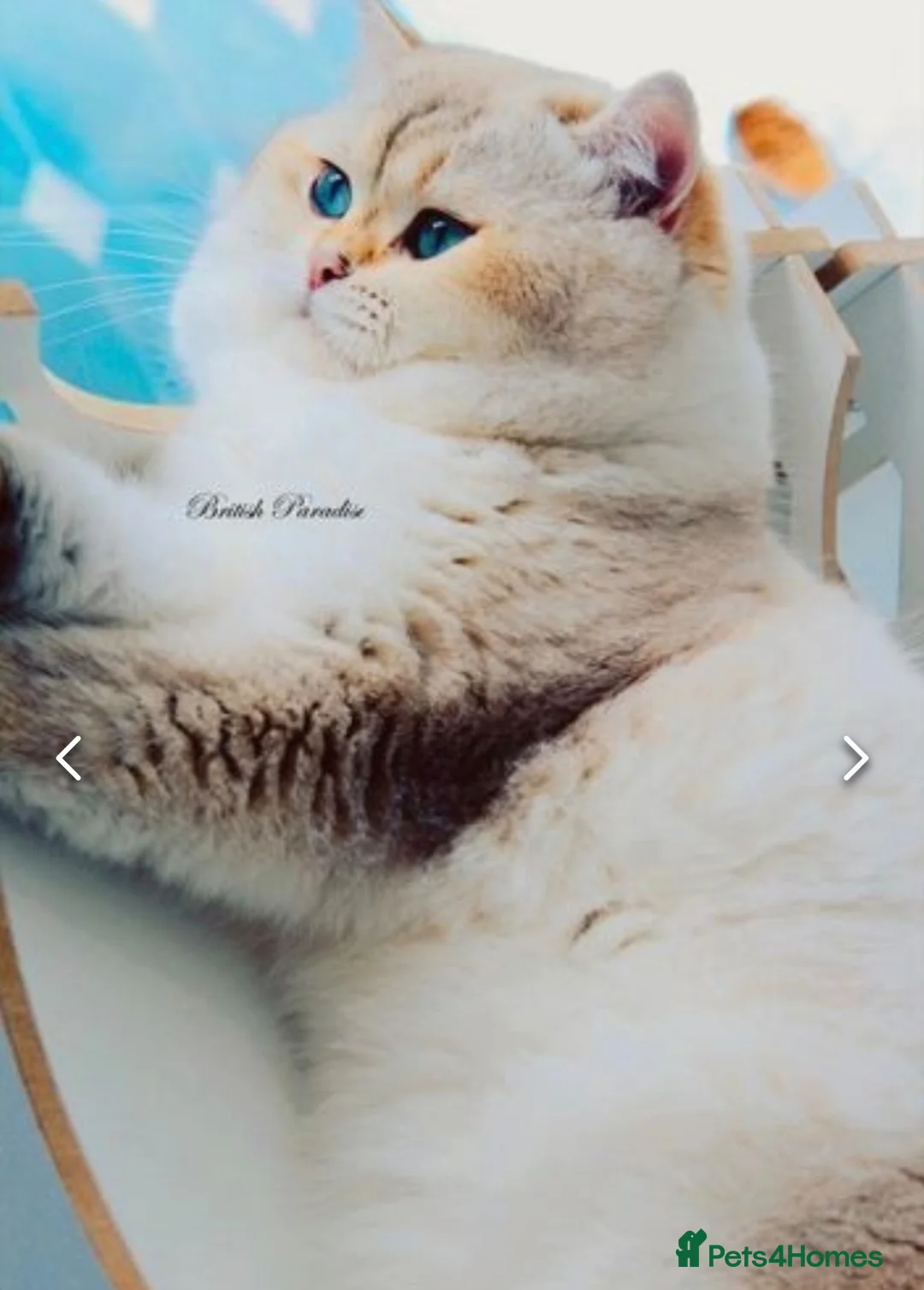 British Shorthair cats for stud: Zorro in Hereford - Advert 2